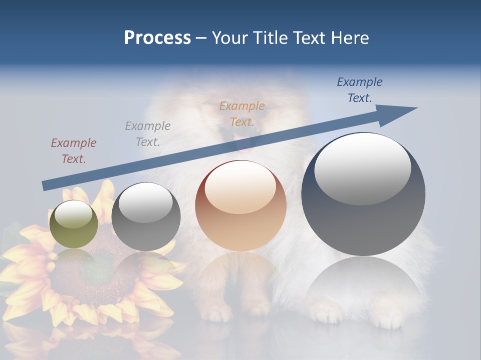 Pomeranian PowerPoint Template