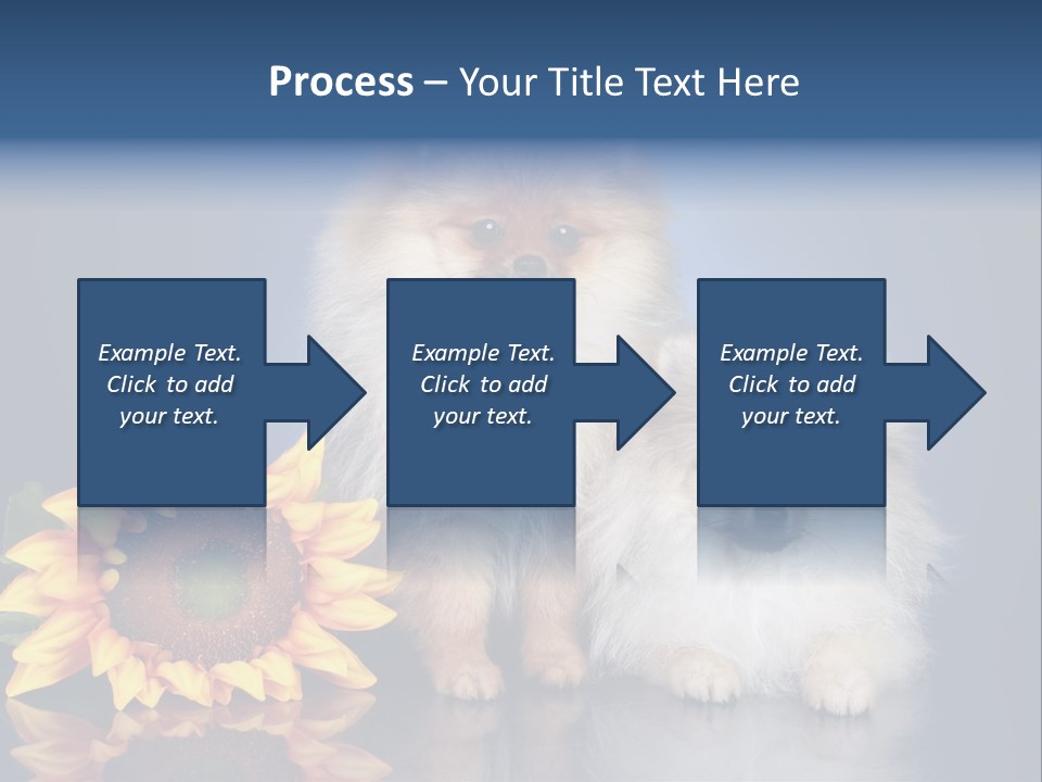 Pomeranian PowerPoint Template