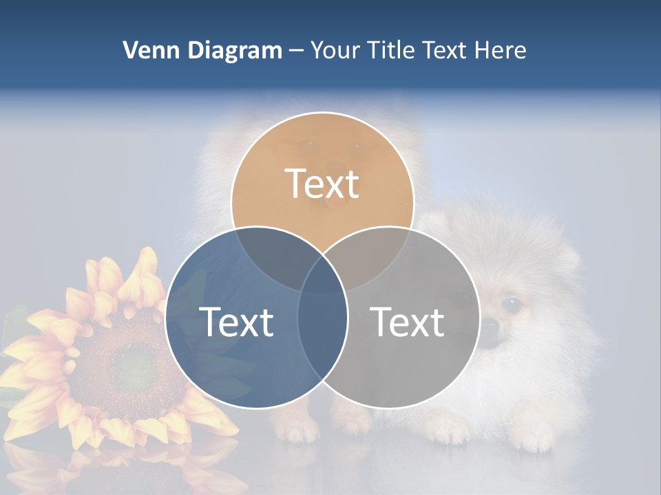 Pomeranian PowerPoint Template