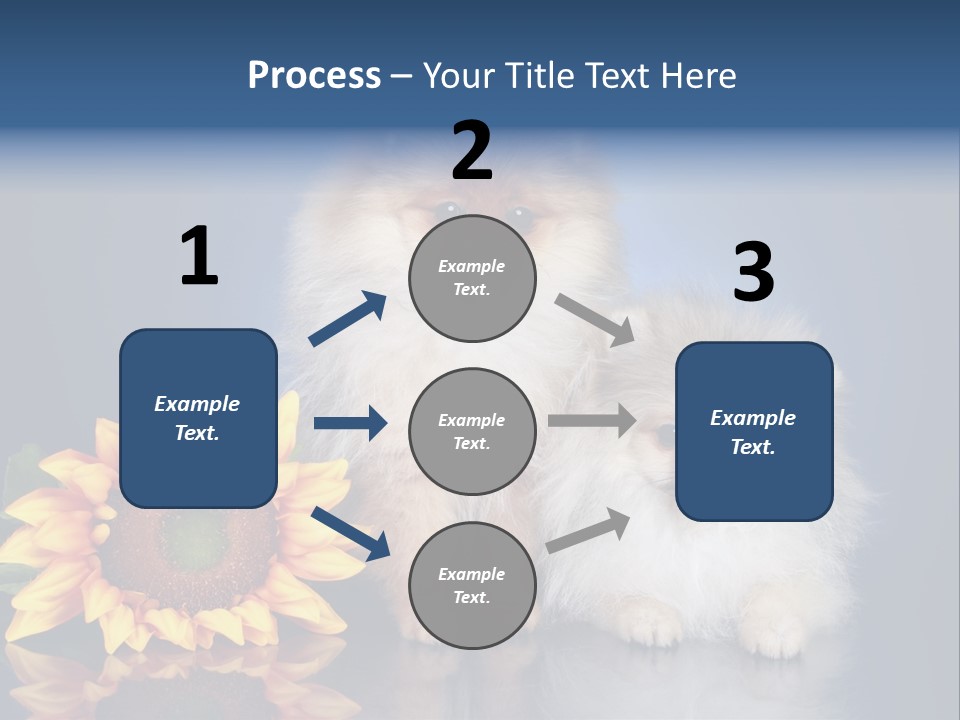 Pomeranian PowerPoint Template