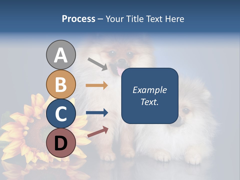 Pomeranian PowerPoint Template