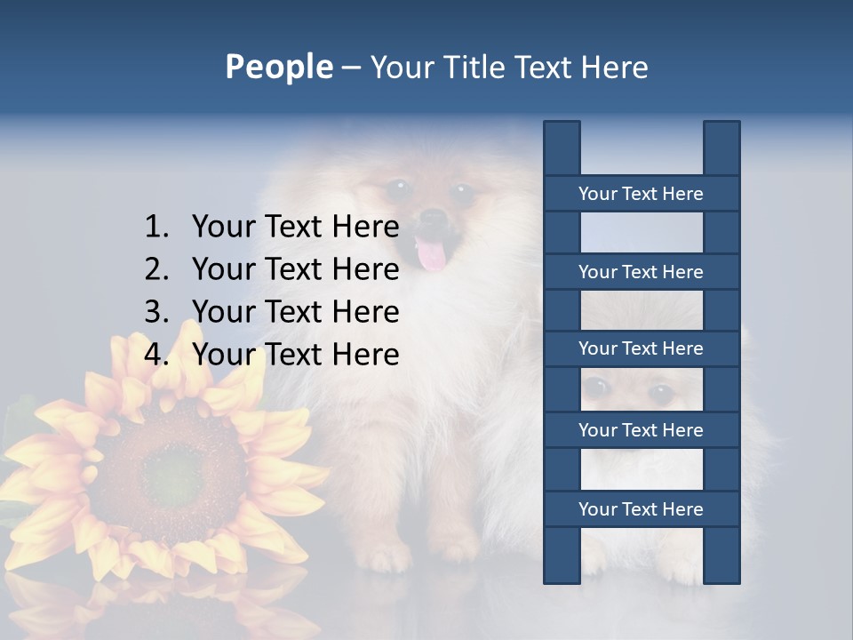 Pomeranian PowerPoint Template