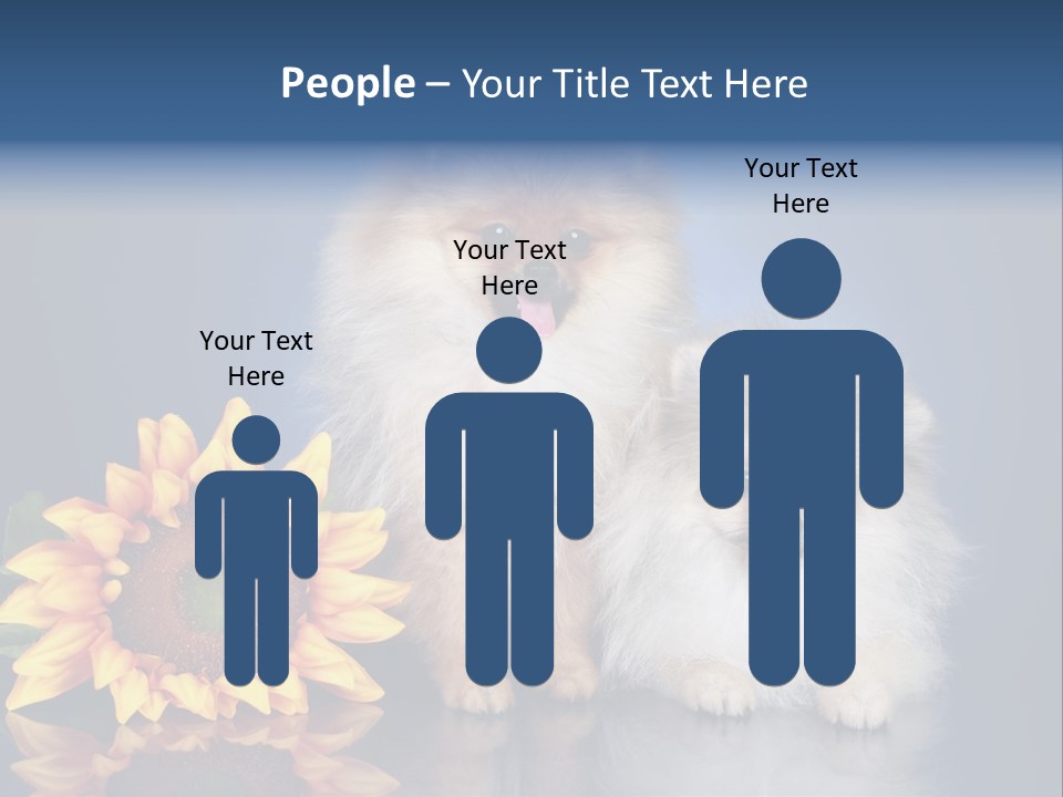 Pomeranian PowerPoint Template