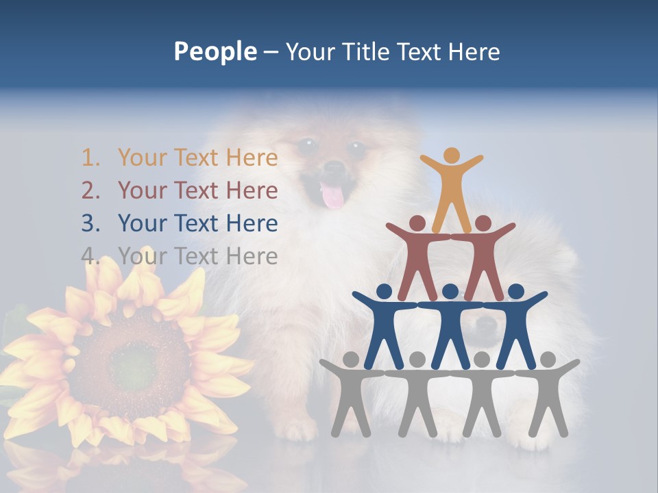 Pomeranian PowerPoint Template