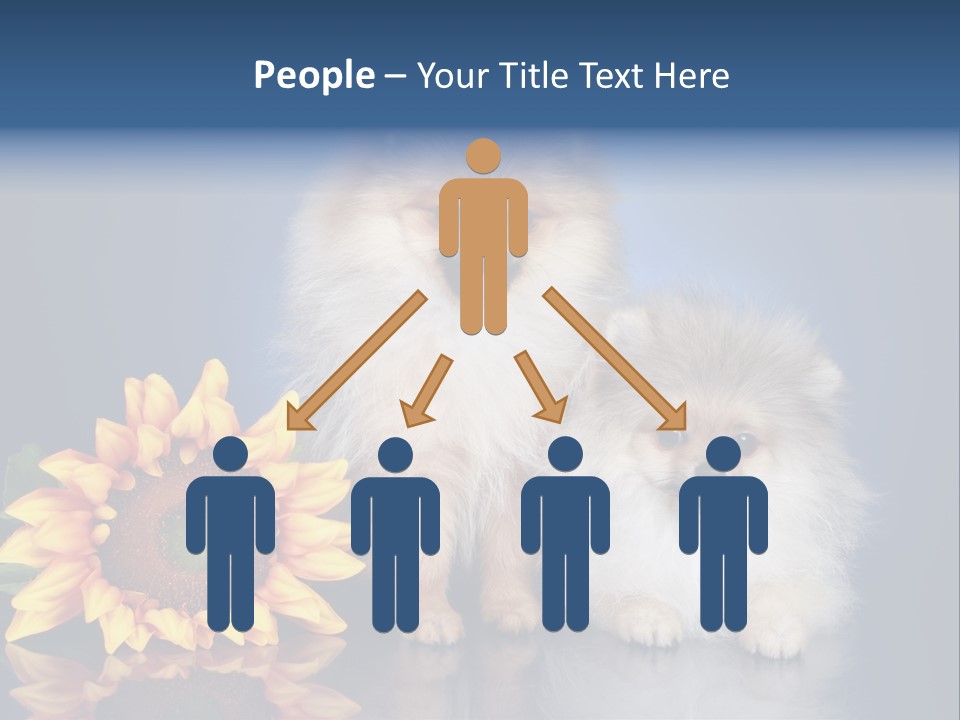 Pomeranian PowerPoint Template