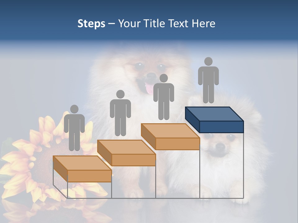 Pomeranian PowerPoint Template