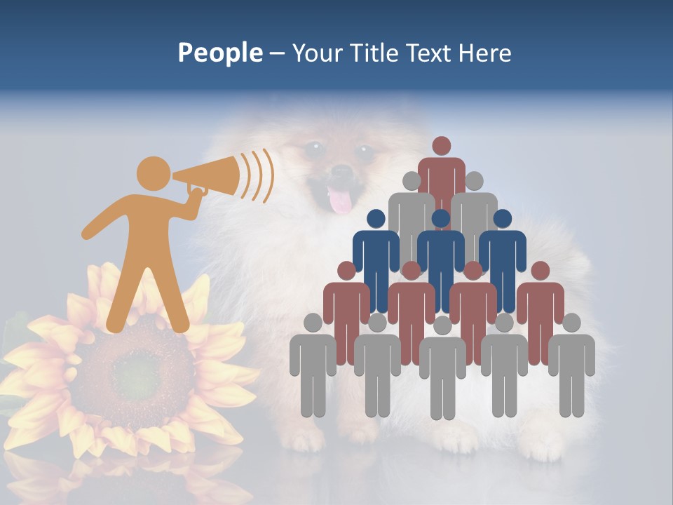 Pomeranian PowerPoint Template