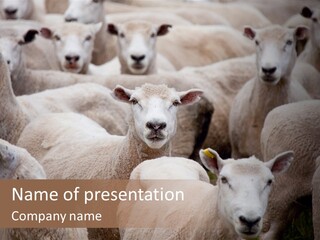 Herd Of Sheep PowerPoint Template