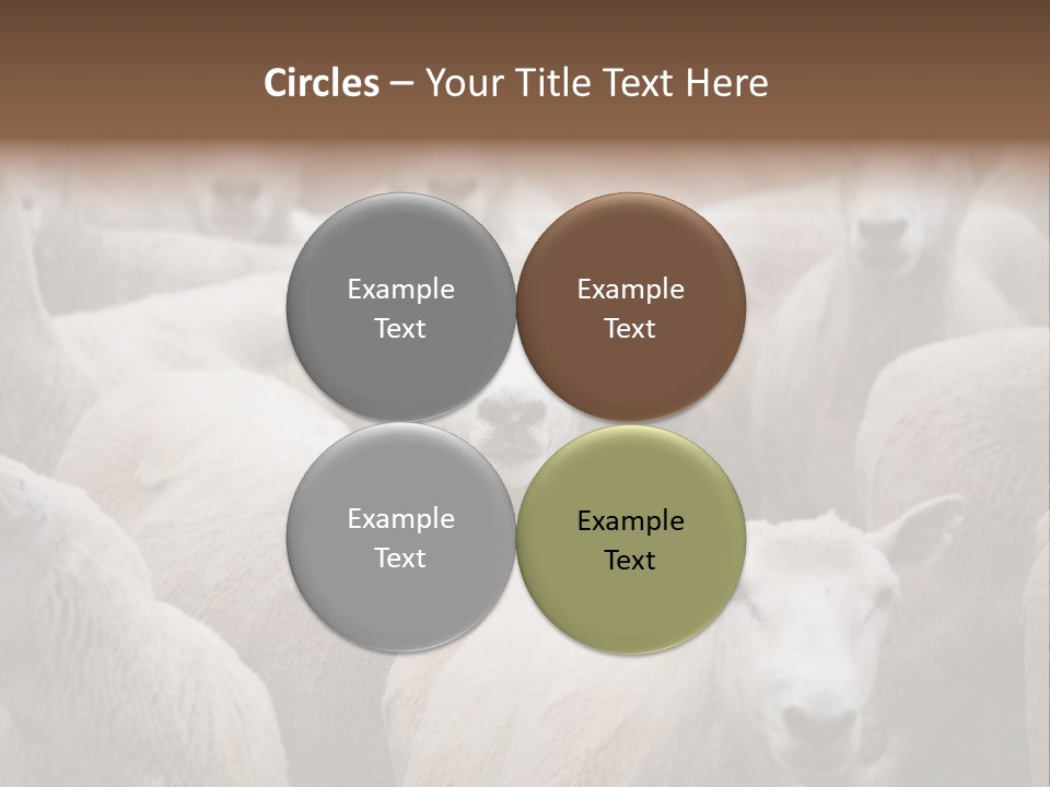 Herd Of Sheep PowerPoint Template