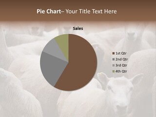 Herd Of Sheep PowerPoint Template