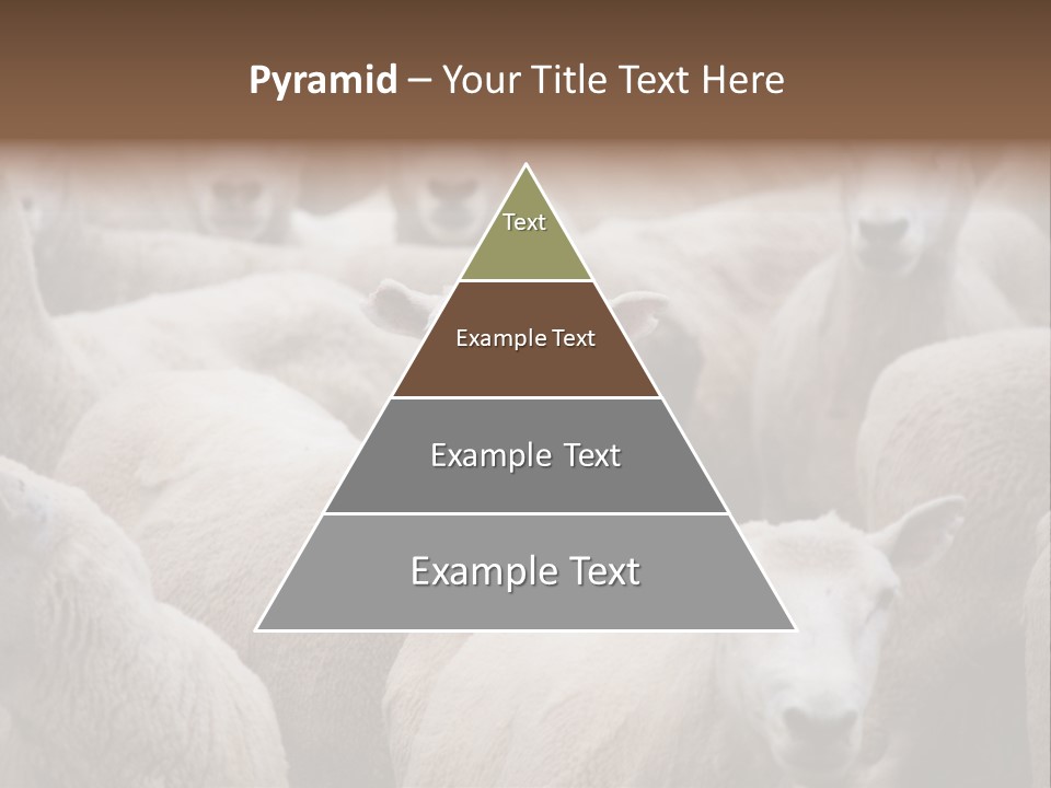 Herd Of Sheep PowerPoint Template