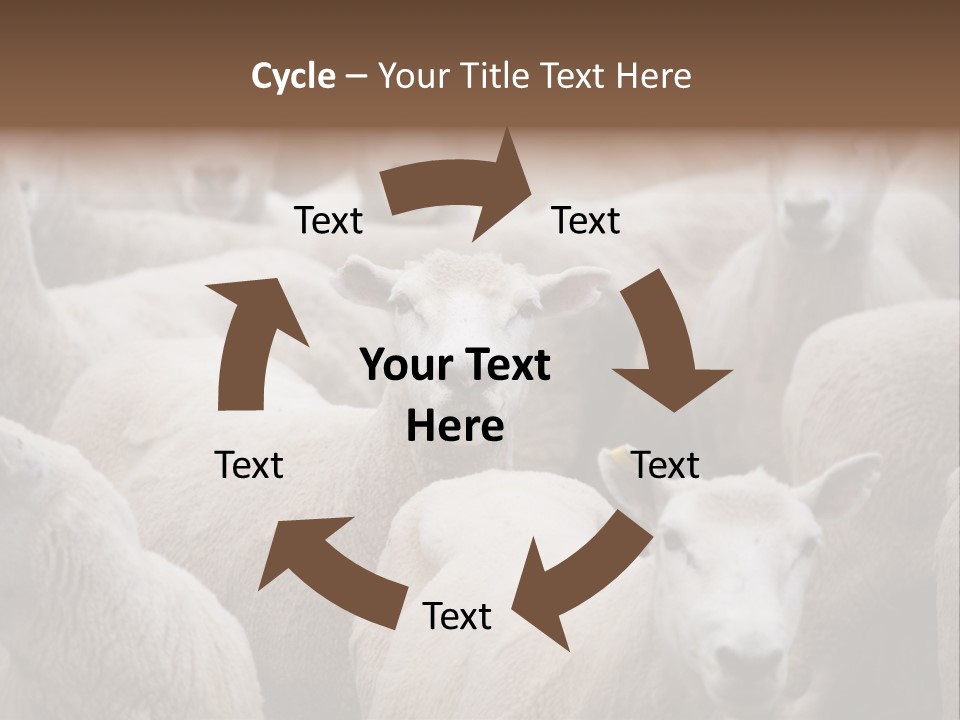 Herd Of Sheep PowerPoint Template