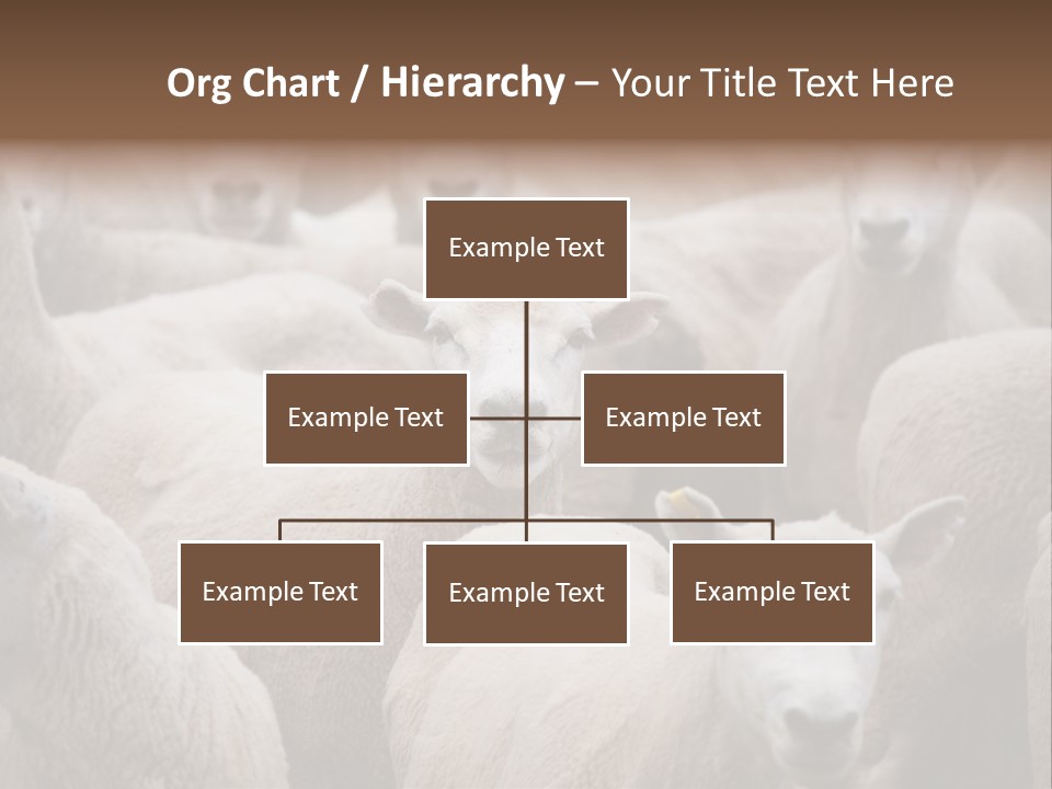 Herd Of Sheep PowerPoint Template