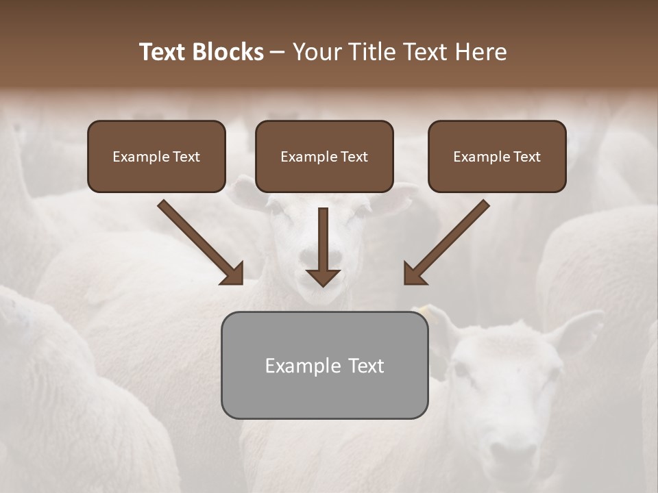 Herd Of Sheep PowerPoint Template