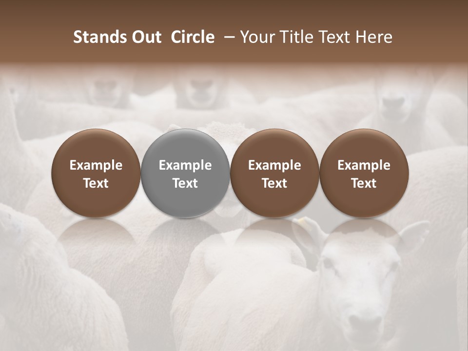 Herd Of Sheep PowerPoint Template