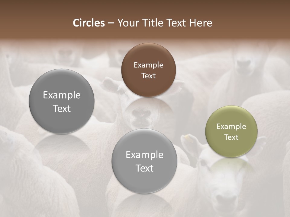 Herd Of Sheep PowerPoint Template