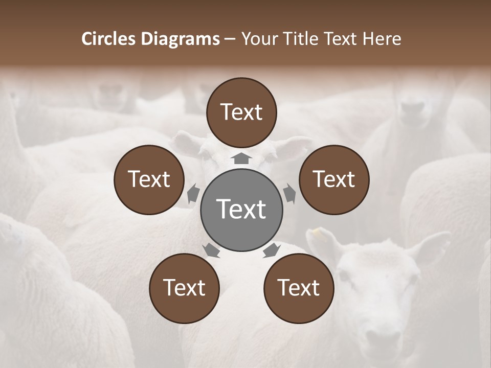 Herd Of Sheep PowerPoint Template