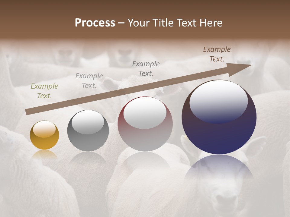 Herd Of Sheep PowerPoint Template