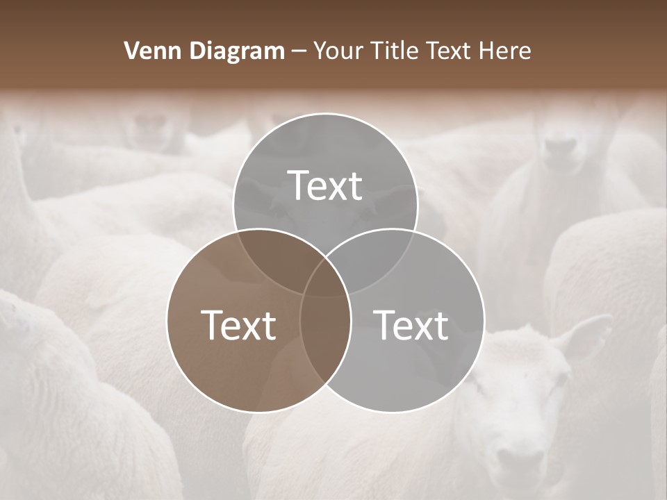 Herd Of Sheep PowerPoint Template