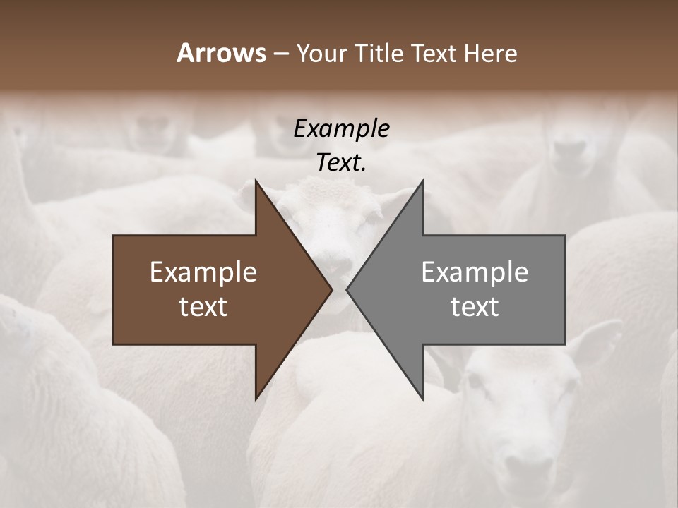 Herd Of Sheep PowerPoint Template