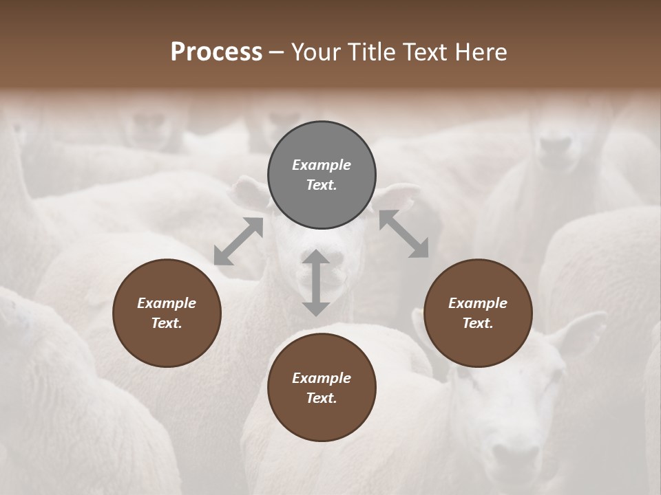Herd Of Sheep PowerPoint Template