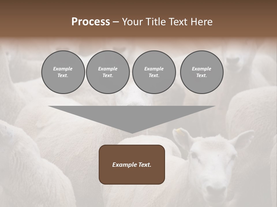 Herd Of Sheep PowerPoint Template