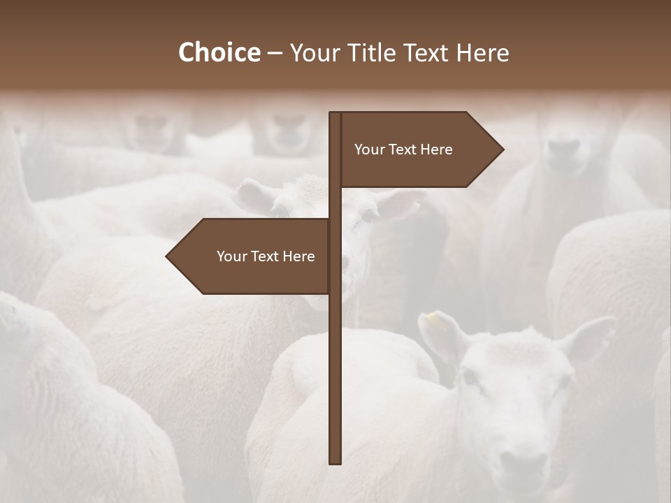 Herd Of Sheep PowerPoint Template
