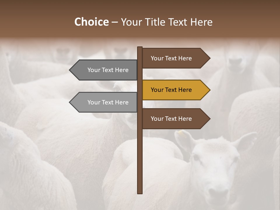 Herd Of Sheep PowerPoint Template
