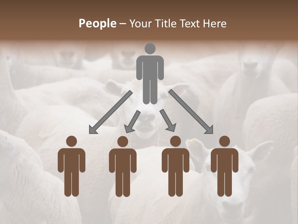 Herd Of Sheep PowerPoint Template