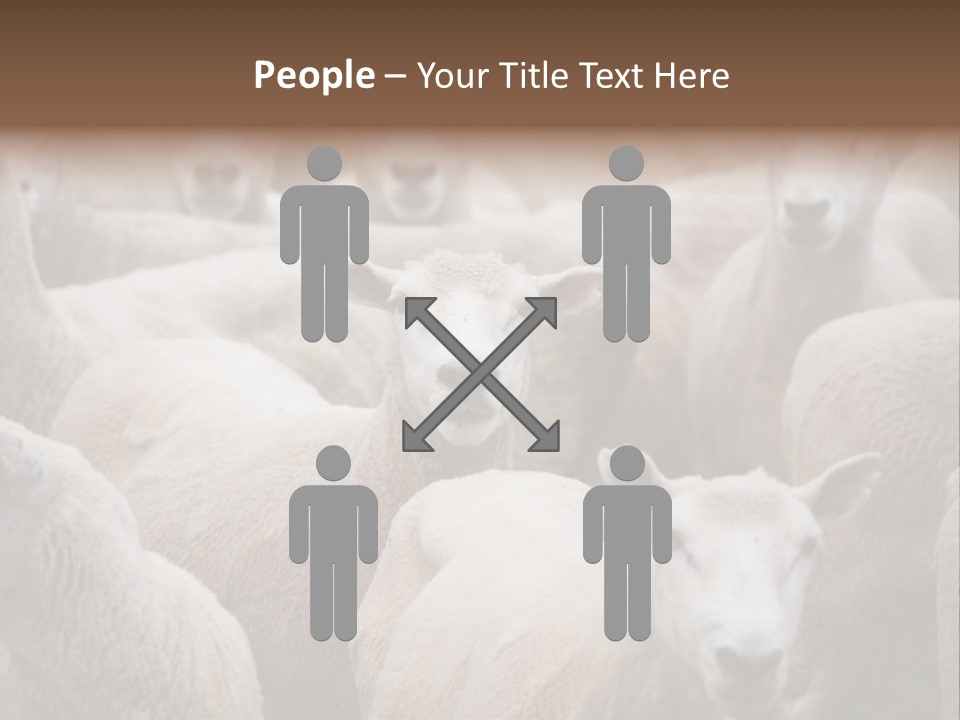Herd Of Sheep PowerPoint Template