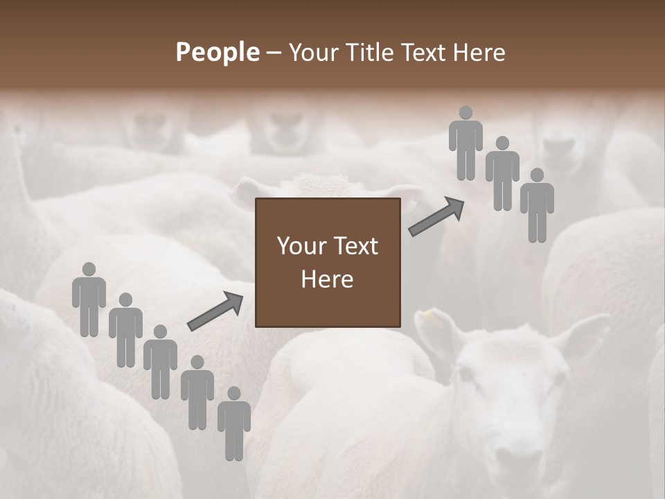 Herd Of Sheep PowerPoint Template