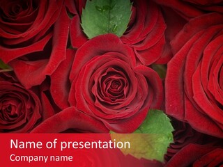 Happy New Year 2013 With Red Rose PowerPoint Template