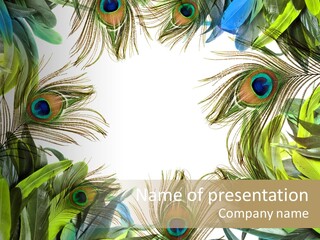 Peacock Feather Clip Art PowerPoint Template