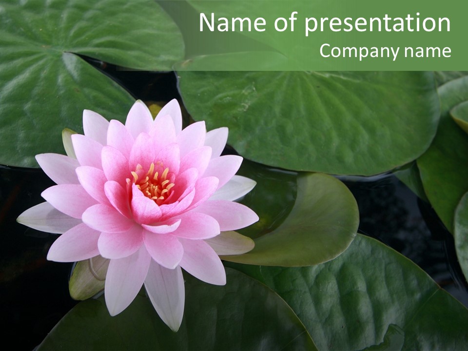 Water Lily PowerPoint Template