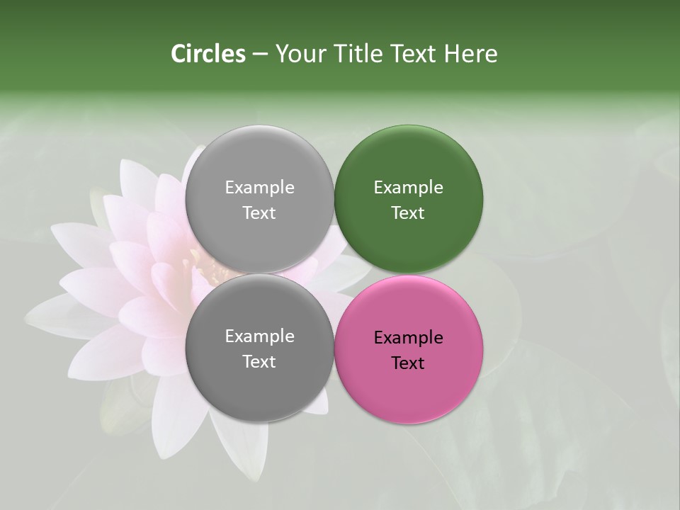 Water Lily PowerPoint Template