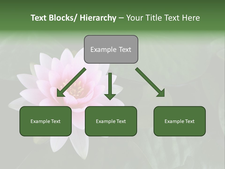 Water Lily PowerPoint Template