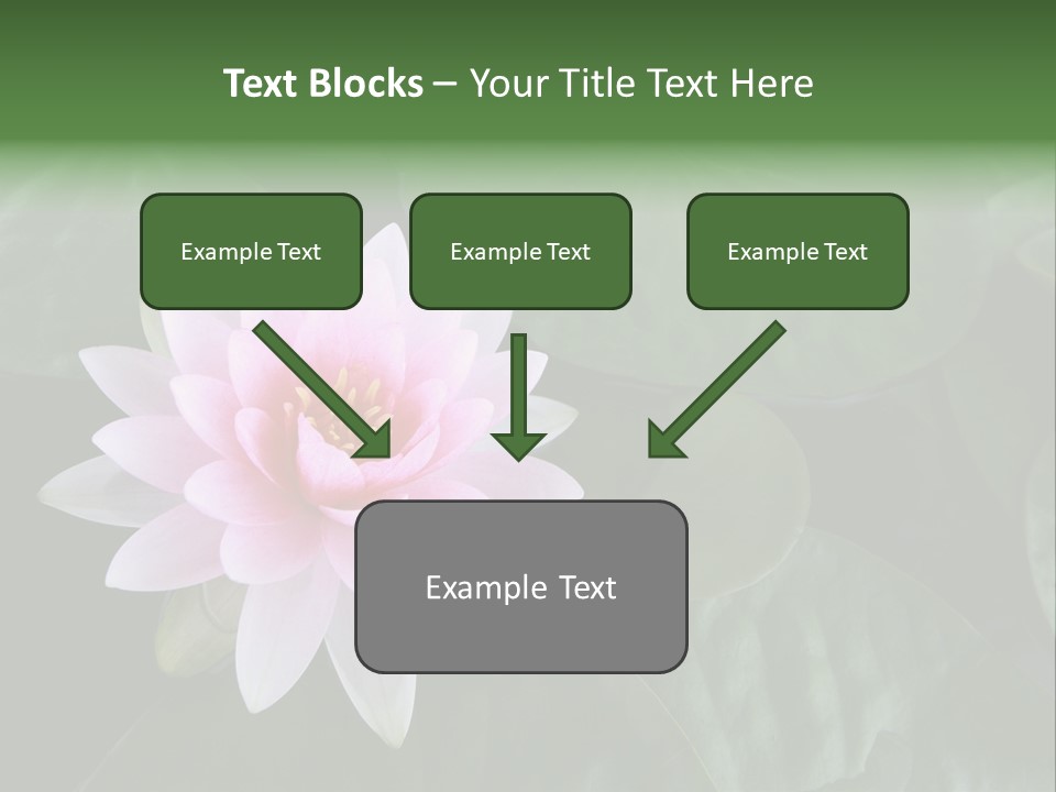 Water Lily PowerPoint Template