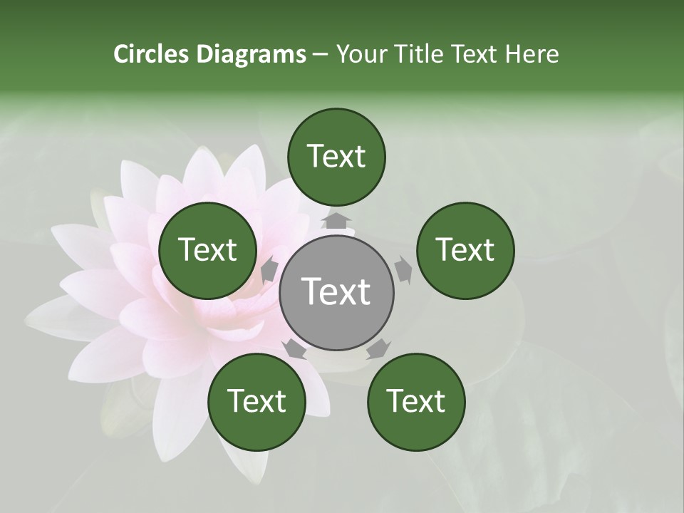 Water Lily PowerPoint Template