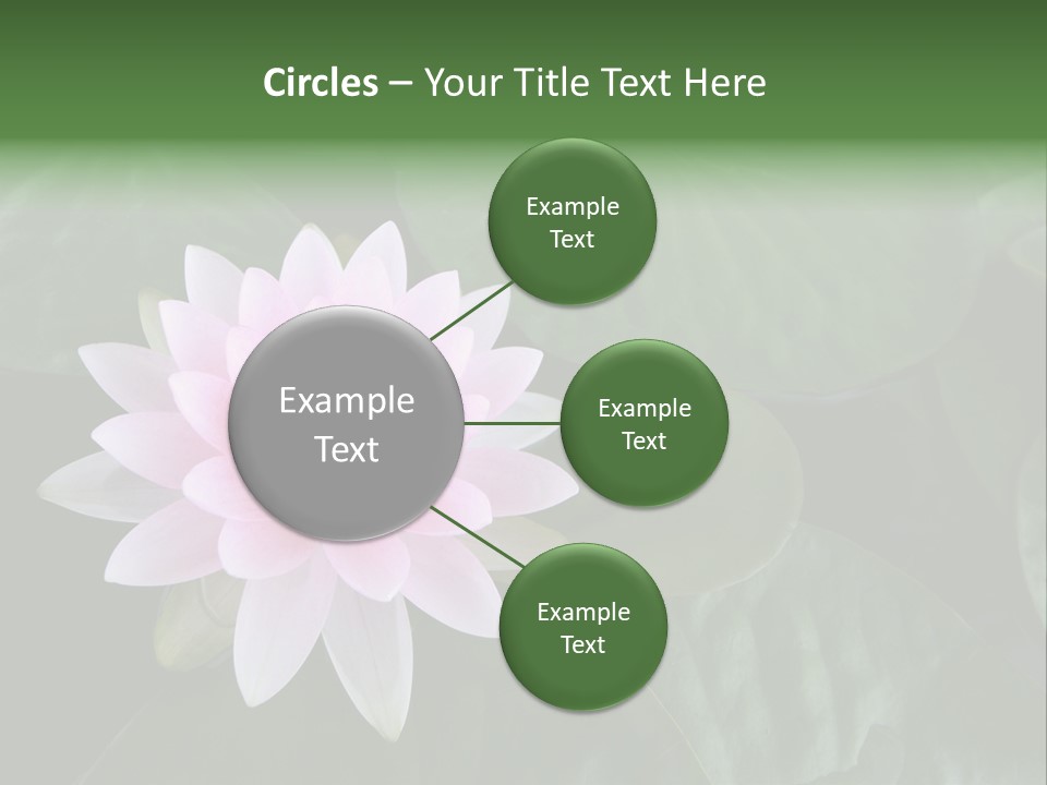 Water Lily PowerPoint Template