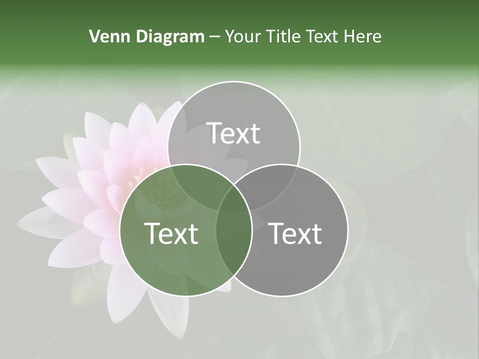 Water Lily PowerPoint Template