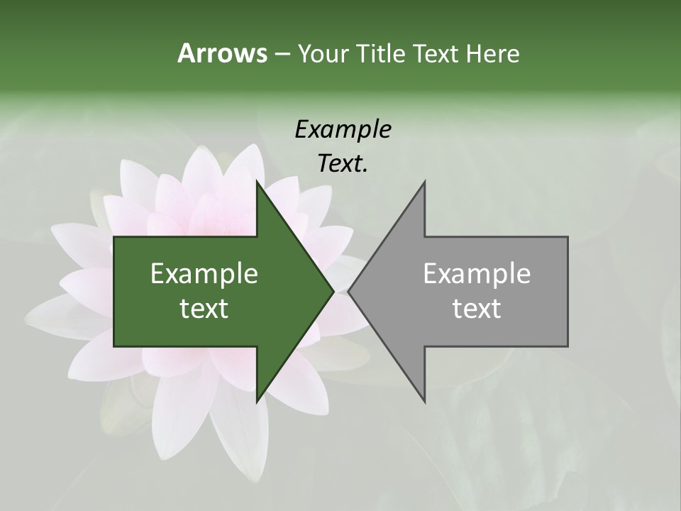 Water Lily PowerPoint Template