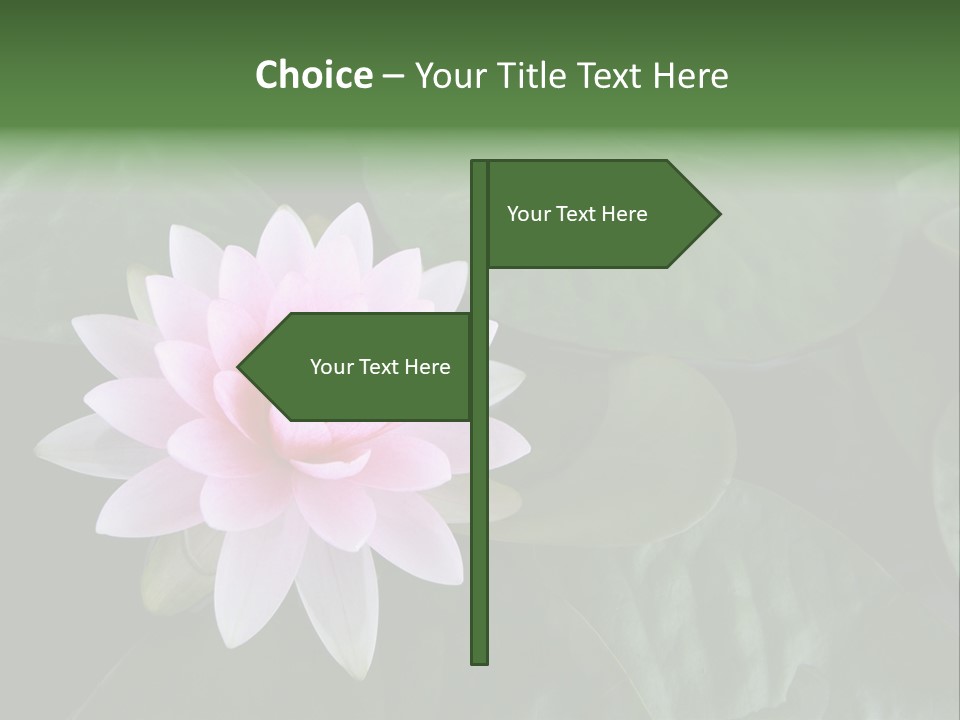 Water Lily PowerPoint Template