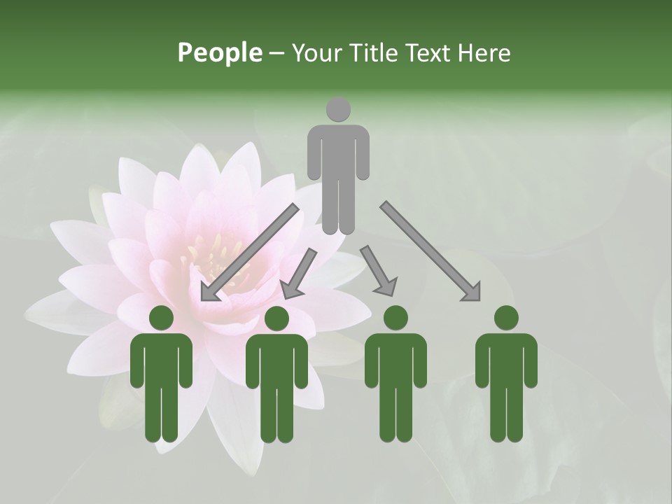 Water Lily PowerPoint Template
