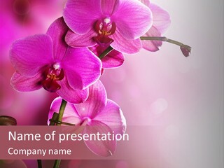 Flower Border Designs PowerPoint Template