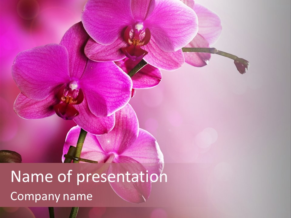 Flower Border Designs PowerPoint Template