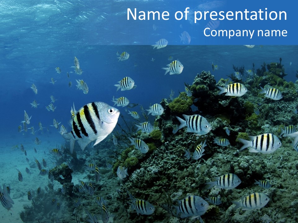 Sergeant Water Holiday PowerPoint Template