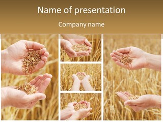 Collage Palm Harvesting PowerPoint Template