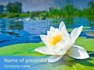 Water Lily PowerPoint Template