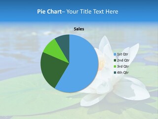 Water Lily PowerPoint Template