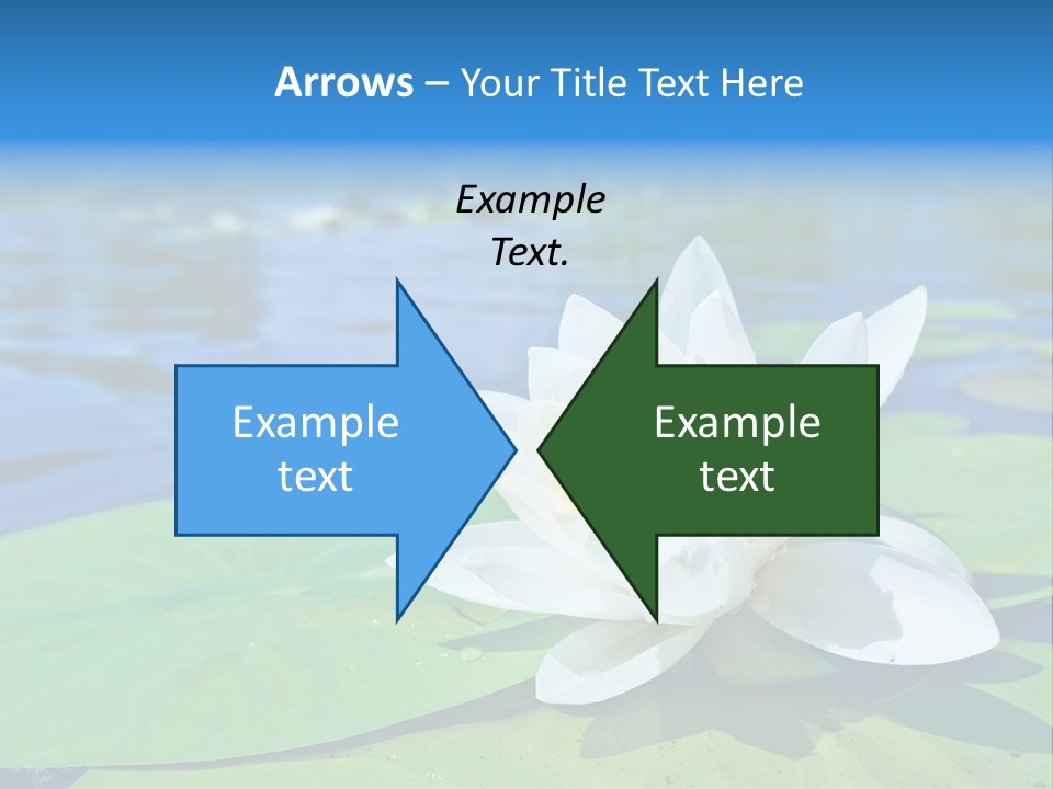 Water Lily PowerPoint Template